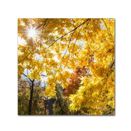 Trademark Fine Art Kurt Shaffer 'Sunny Happy Autumn Day' Canvas Art, 35x35 KS01049-C3535GG